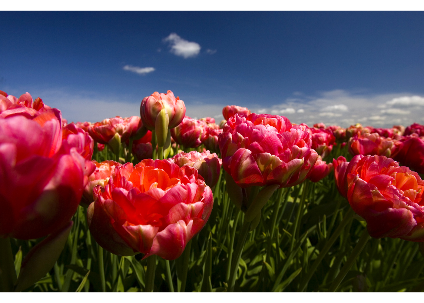 Tulpen 1